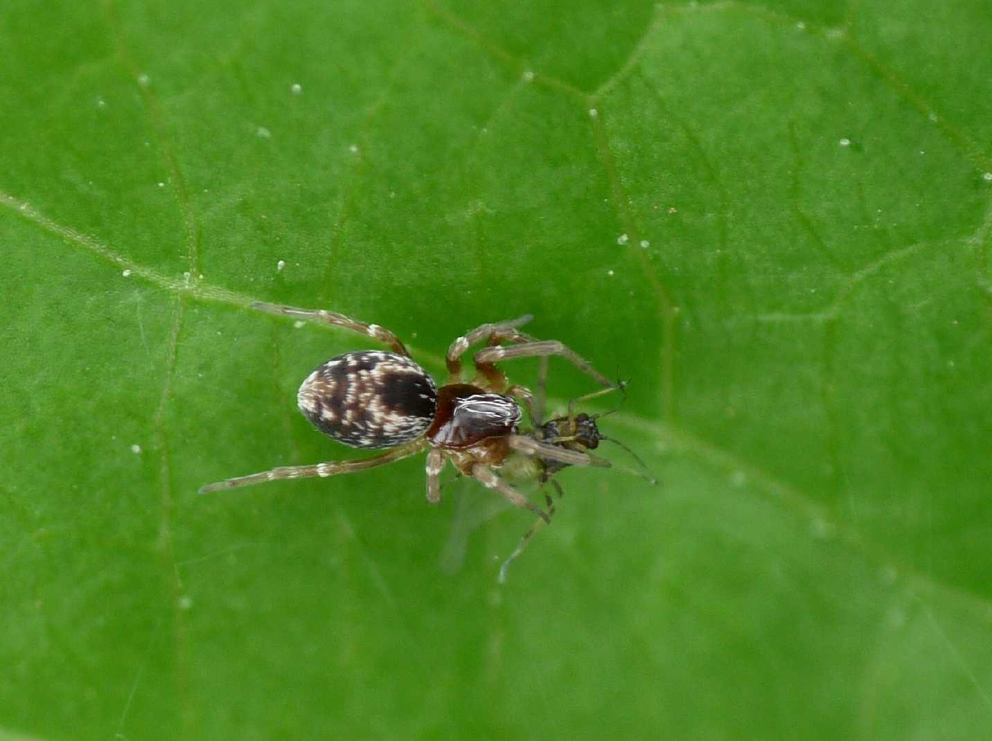 Coppia di Dictyna sp. con afide